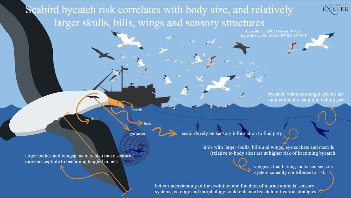 What makes some #seabirds more susceptible to #bycatch? This is my contribution to the @MarineVertsMSc #MVEC infographic #challenge set by @BrendanGodley, @_KMETCALFE and @VJHobson. Check out the full paper by <a href="/ArielHeswall/">Ariel Heswall</a> here: doi.org/10.1007/s00227…