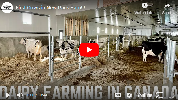 FarmsPrairies's tweet photo. After a new barn build, its always a great feeling when you bring in the livestock for the first time.
This Saskatchewan farmer provides a glimpse of the first cows in his new pack barn: https://t.co/dctu3WRhV7
#CdnAg #DairyFarming #BarnBuild https://t.co/yOjBLPsC2V