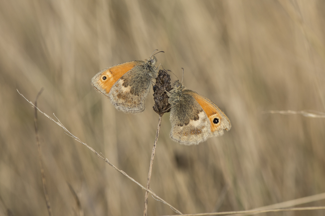 britbutterflies's tweet photo. Politicians in the UK @Marcus4Nuneaton @conservatives are too far removed from nature &amp; its importance to the human race. They are incapable of identifying pollinators such as these native British Butterflies let alone be trusted to protect them? God help us all! Its #PlainStupid https://t.co/ufVKWXbRH8