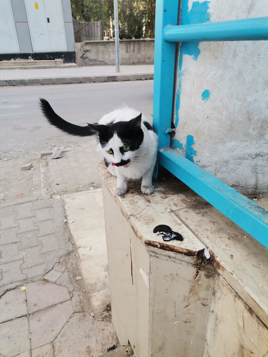 Katipce's tweet photo. Aşiret paket  kedi 😁
Konum: Silopi 😂 https://t.co/VZ3WU9F8Lw