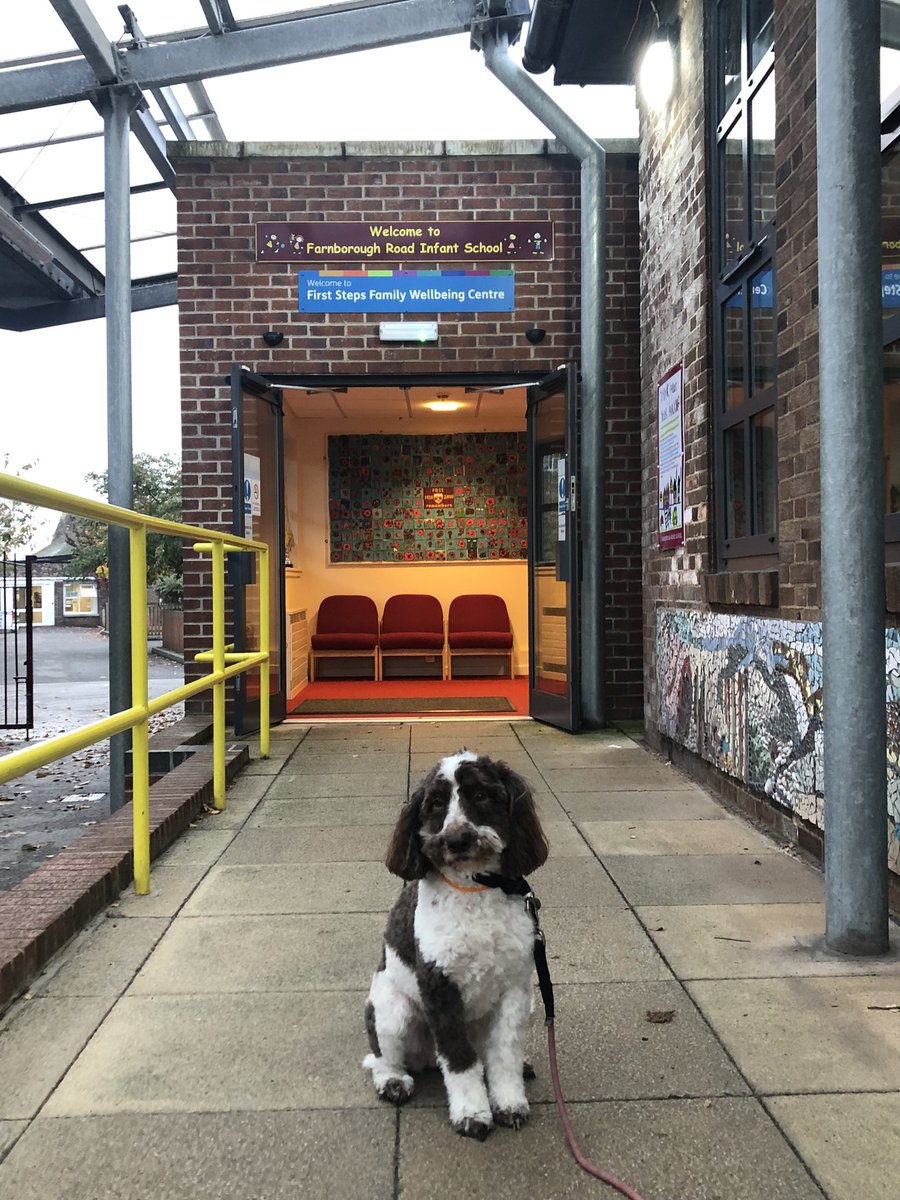 ReadingArchie's tweet image. Lovely to be back in school. 72 children read with and now time for a nap! @FrisInf @PetsAsTherapyUK