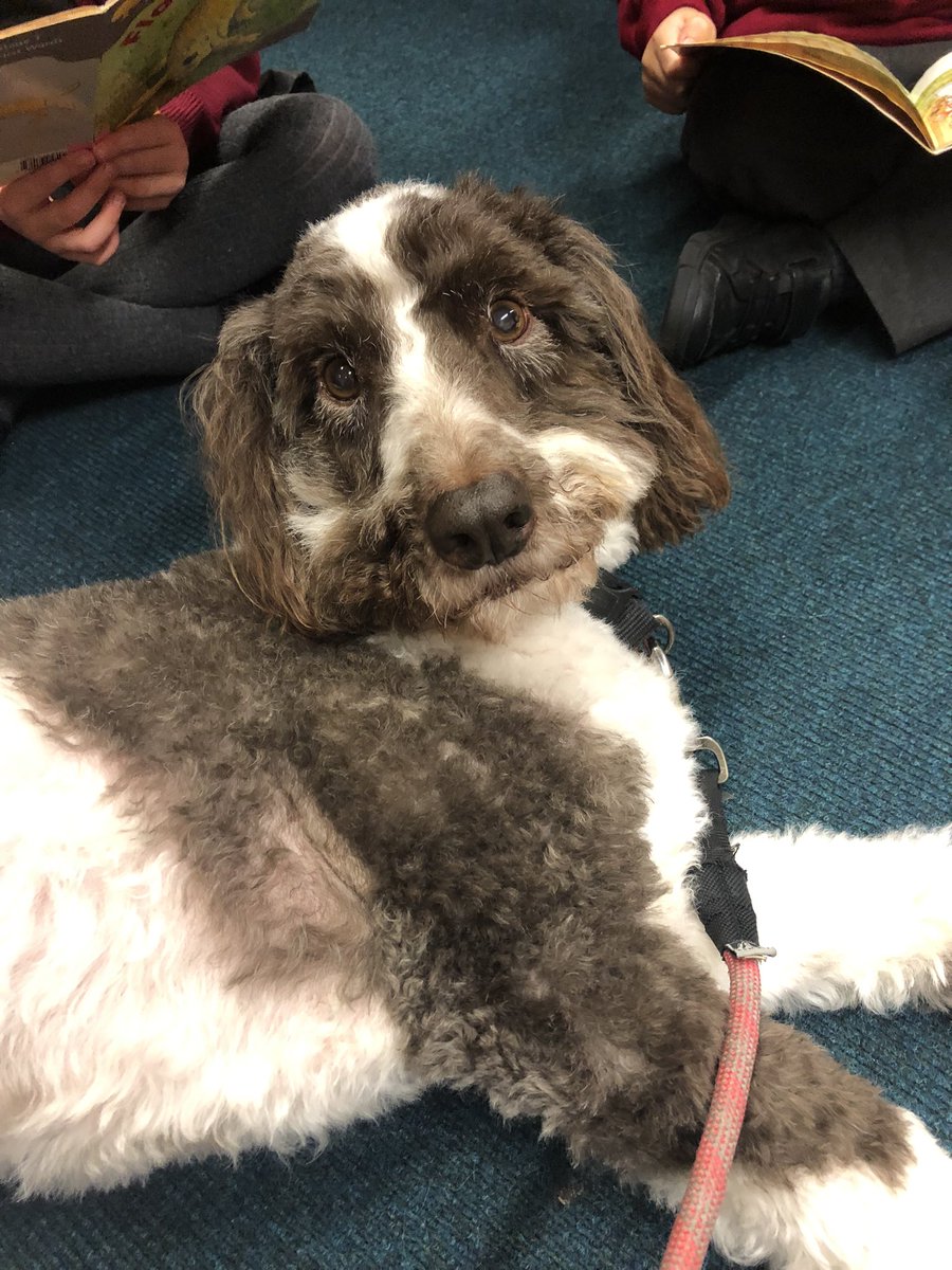ReadingArchie's tweet image. Lovely to be back in school. 72 children read with and now time for a nap! @FrisInf @PetsAsTherapyUK