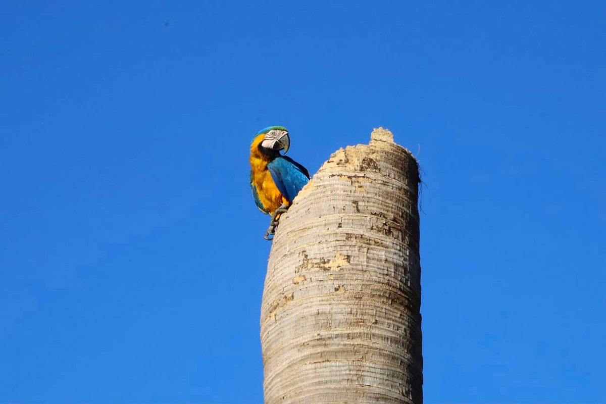 AMMAGOIANIA's tweet photo. Nosso flagrante de hoje é uma arara-canindé, no Pq Macambira, aproveitando o tronco de uma palmeira para fazer seu ninho. Além de fundamentais para a amenização das temperaturas da cidade e a qualidade do ar, as nossas áreas verdes são abrigo e alimento para espécies como essa 😍 https://t.co/sJyDn9fWEm