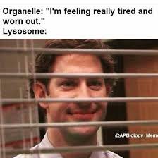 CarenChloro's tweet photo. @Lysosom34890954 Stop digesting your own organelles #mudslinging2nd https://t.co/MQlgKN4b47