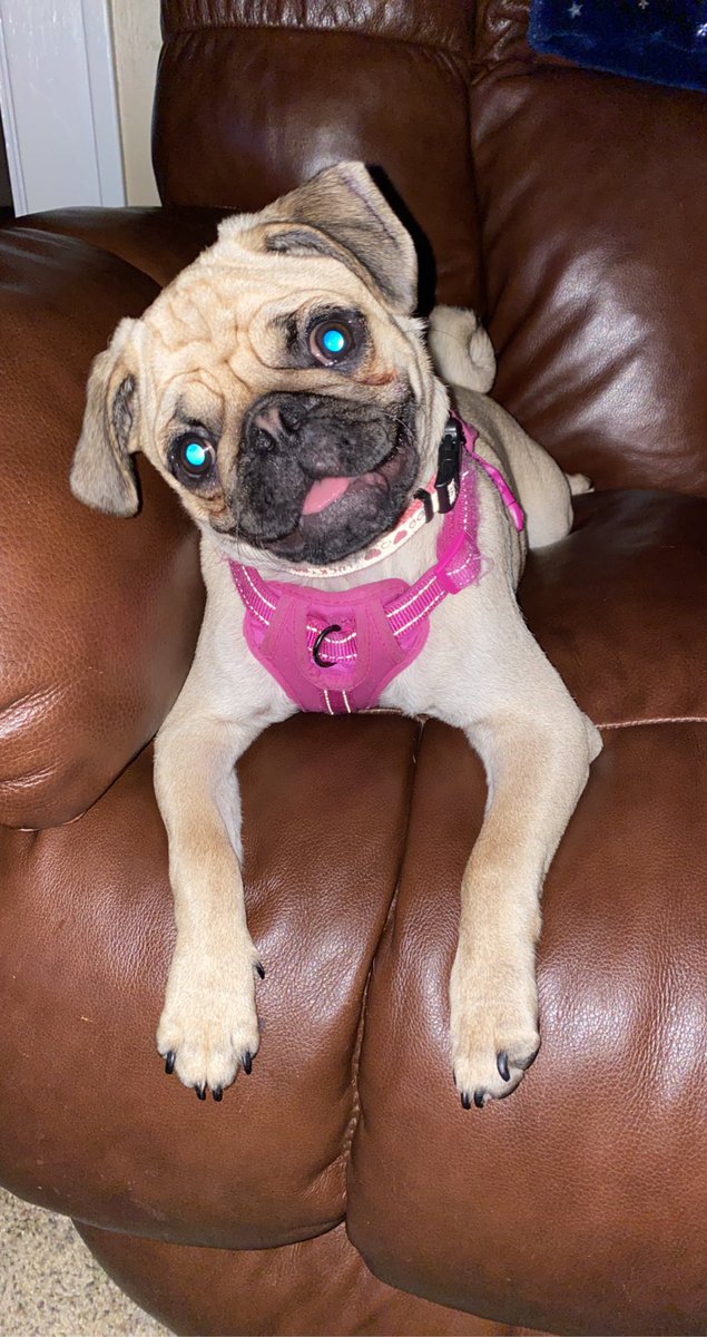 fultziee's tweet image. my step moms (@Crystal_Fultz) not so little girl gertie! 🥰