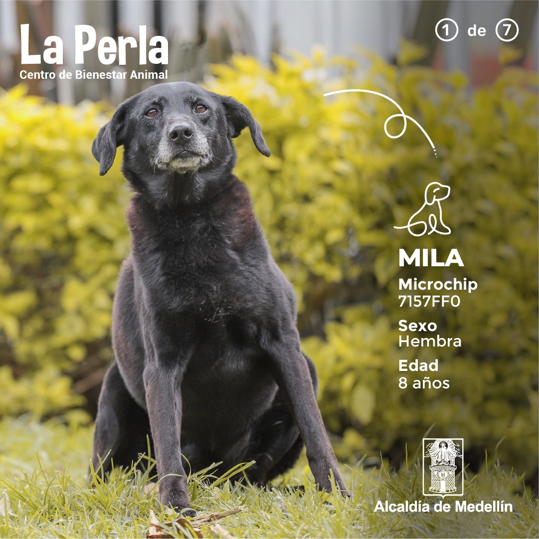 AlcaldiadeMed's tweet photo. ¿Se imaginan la felicidad de un perro cuando es adoptado y llega a una familia que lo llena de amor?, soñamos con el día en el que los más de 2.200 perros y gatos que hay en el Centro de Bienestar Animal La Perla puedan experimentar esa sensación.
#AdoptaEnLaPerla 🐾. https://t.co/cyQbb9M5uH