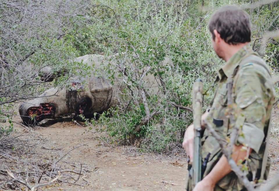 SueSpurgin's tweet photo. #SouthAfrica Fantastic news!  3 #rhino #poachers sentenced in the Mankwe Magistrate Court to 35 years each for their heinous crime of slaughtering 3 #rhino cows in the #Pilanesberg National Park in 2018- a victory &amp; #JusticeForRhinos! #EndangeredSpecies 
https://t.co/EJUPFjoFzH https://t.co/W5NWL2rUx3