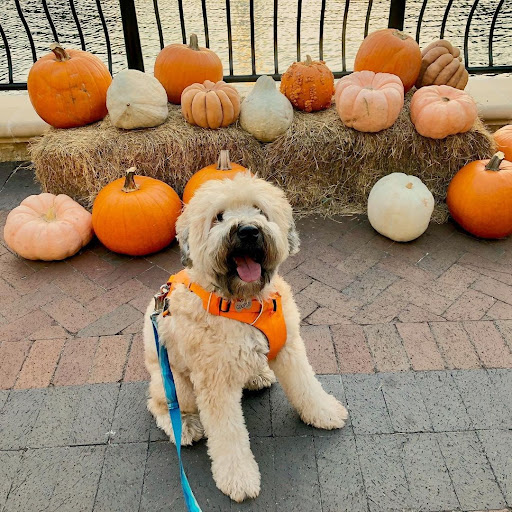 shopsatlegacy's tweet photo. Bark Bash is almost here! 🐾 Come celebrate HOWL-o-ween with us on October 30 from 11-2! 🎃 Bring your fur baby in a costume and enjoy music, treat stations, costume contests, photo booths, sketch artists, pet adoptions &amp; more! Admission is FREE 🎟📷: cooperthescwheatenterrier https://t.co/Jum2LAa9Vk