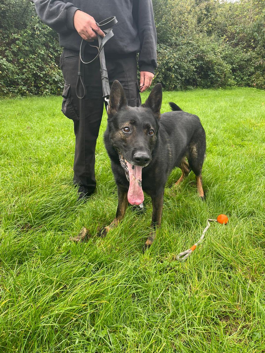 DogsHmpps's tweet image. Meet GPD’s Buddy and Ace, both seen here doing last assessment at @hmpbelmarsh Both been in service from 8 weeks old. Now both 8 years old. Buddy recovered from a three way brake of his front left elbow three years ago which was repaired by the #SuperVet @ProfNoelFitz #PrisonDogs