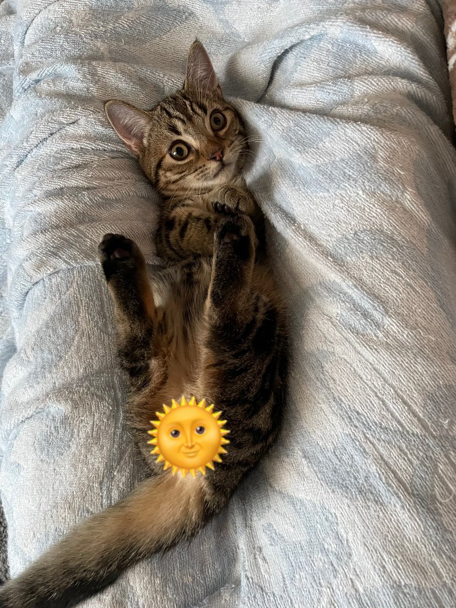 chata_neko's tweet photo. 朝起きたら足の隙間に子猫が���まってました(笑) https://t.co/MYCHJgnog8