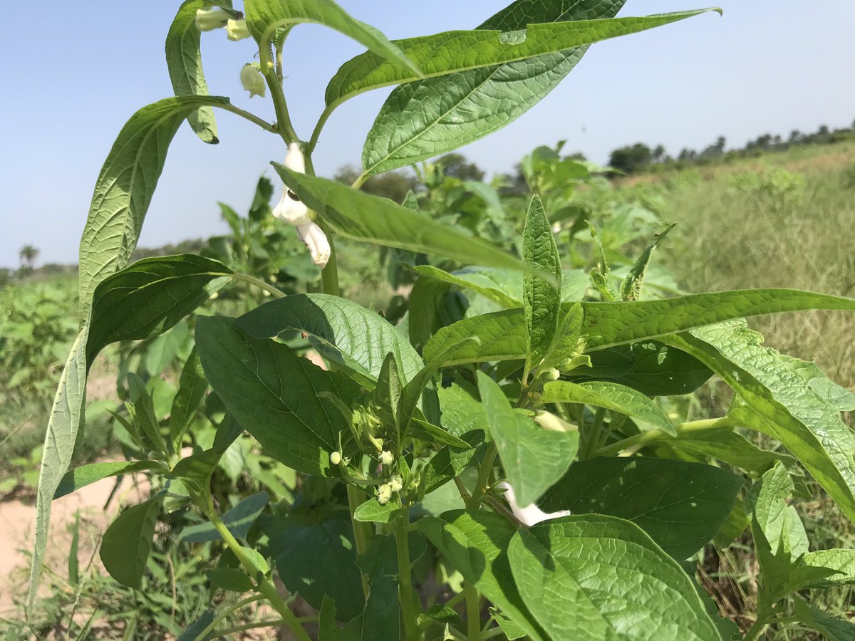 Badara Pullo tweet media