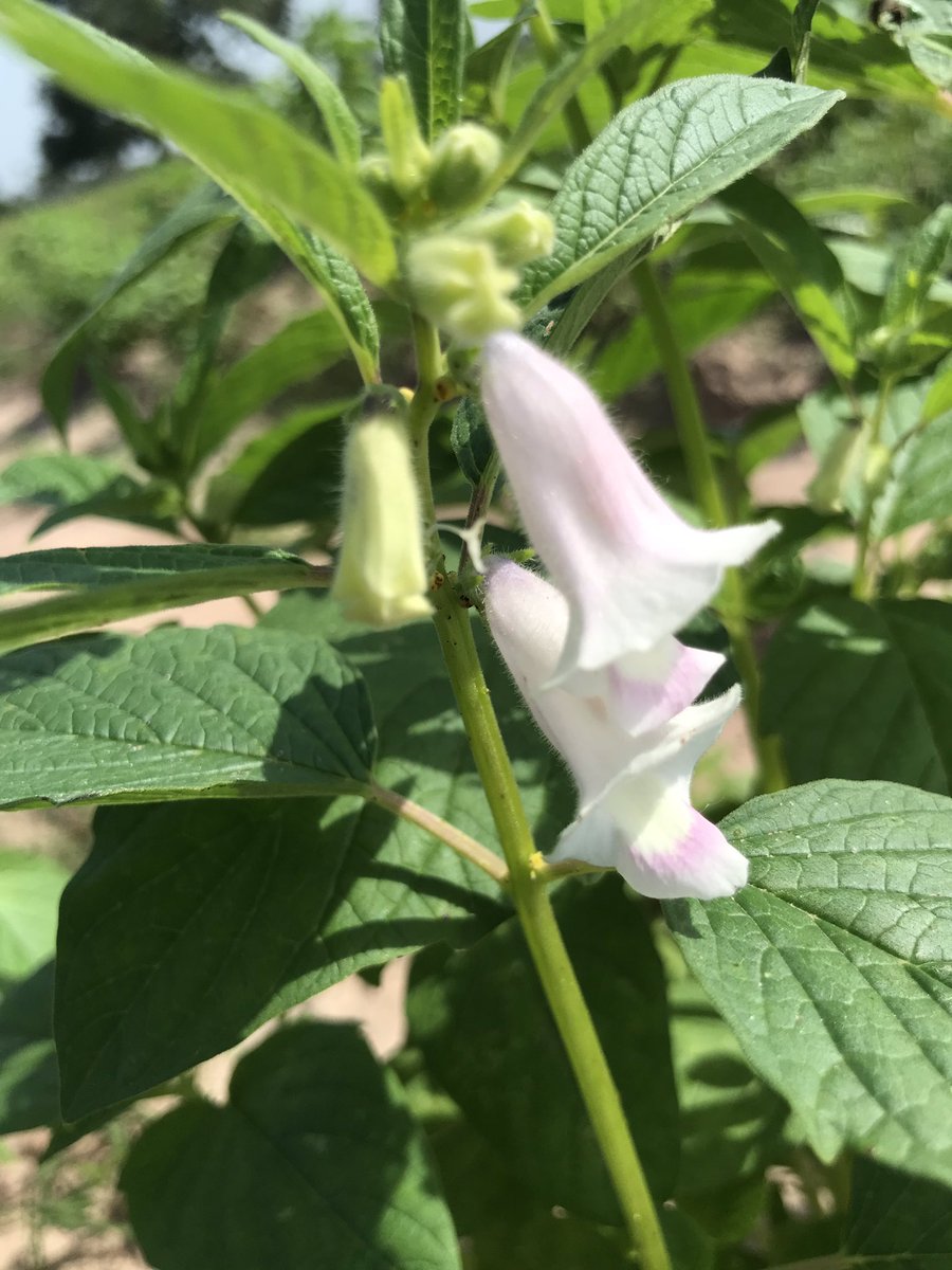 Badara Pullo tweet media