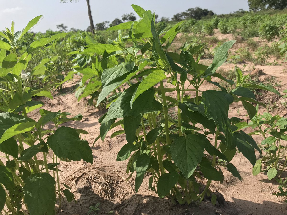 Badara Pullo tweet media