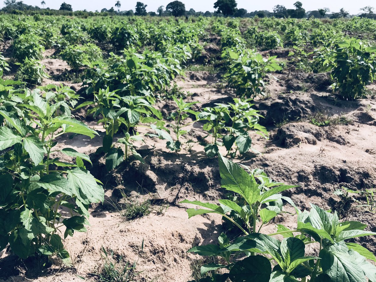 Badara Pullo tweet media