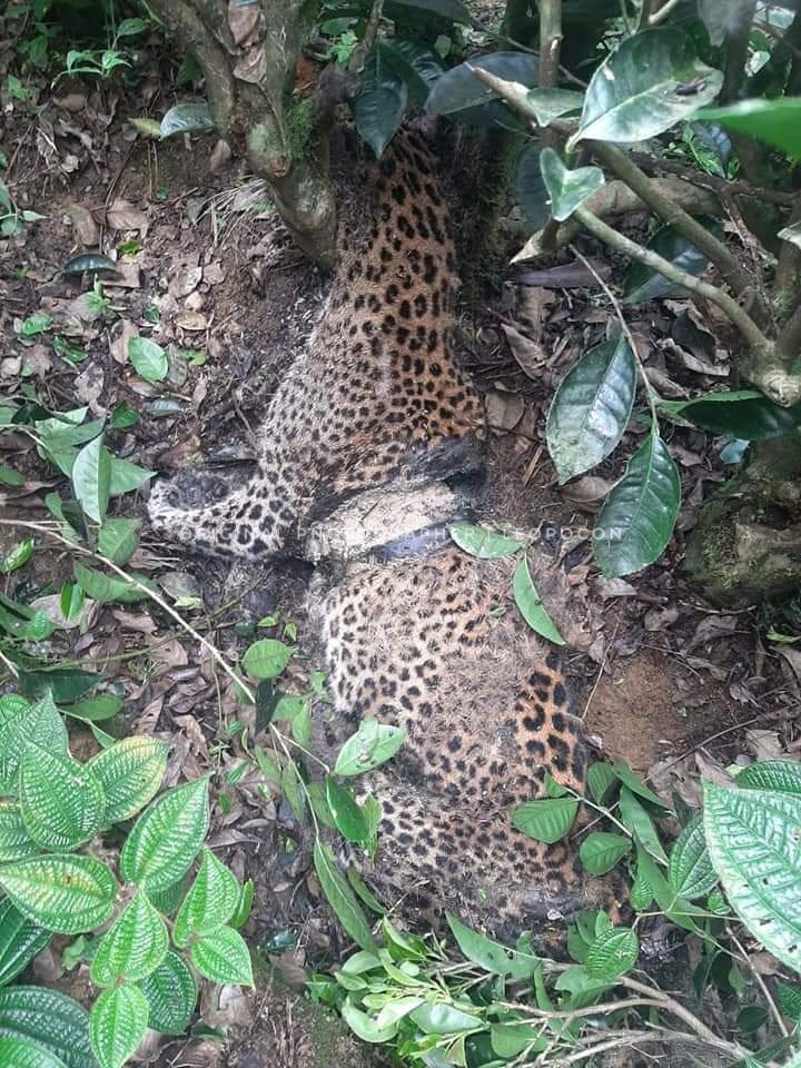 A leopard carcass was recovered by DWC based on received information from Bogawanthalawa area. Suspected that the leopard was killed by a snare. Info Via Hamid R Haniffa @SriLankaTweet @AzzamAmeen @lankaenvirofund 
#lka #srilanka #saynotobushmeat #nature #leopard #conservation
