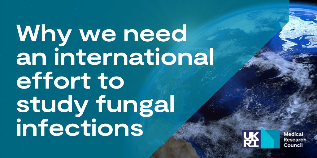 The_MRC's tweet photo. Fungal infections can pose a serious threat to our health. In our latest blog post, Profs Gordon Brown, Elaine Bignell, Al Brown and Adilia Warris, all Directors of @MRCcmm, reflect on the importance of global research efforts.

Read here: https://t.co/r2xDp8inDn  #MRCInsight https://t.co/tFnYH47V0p