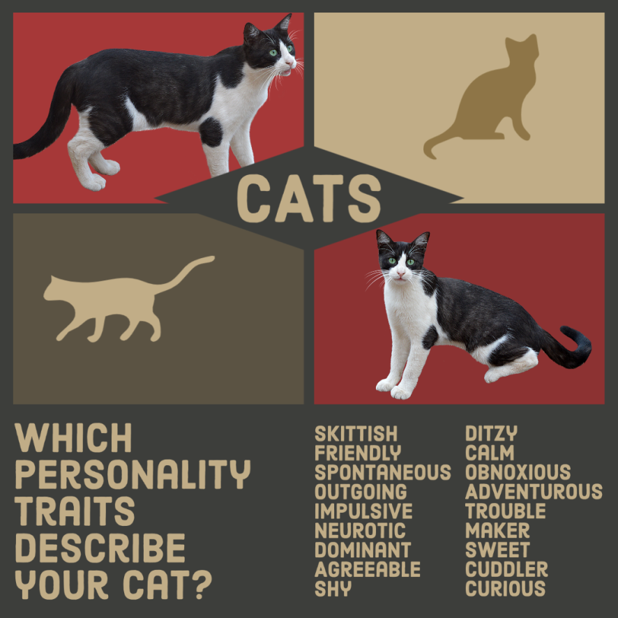 BayStatePet's tweet photo. Our cat was 7 of these 😸. What about yours? https://t.co/1tGHk96Q2V