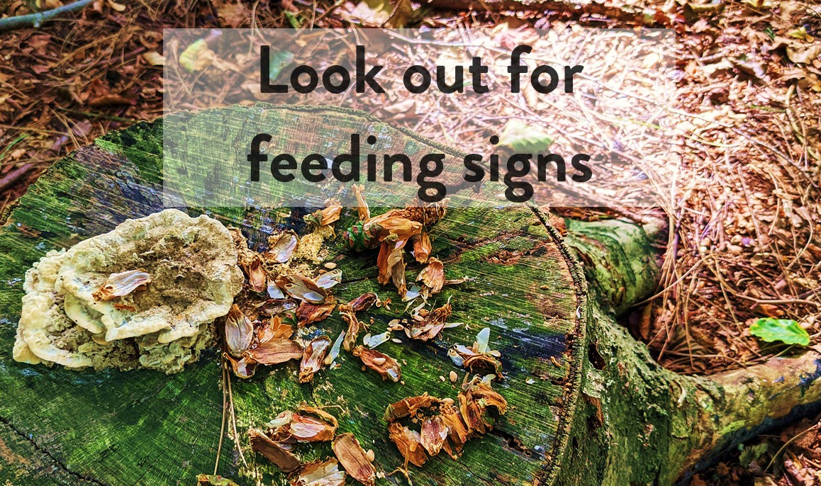 reclaimingreds's tweet photo. In Autumn there is an abundance of natural food so animals like red squirrels are spoilt for choice. This is the perfect time to spot feeding signs! Next time you're outside, see if you can spot any 🌰🍄🍁🐿️
#RedSquirrel #RedSquirrels #Autumn #Mushroom #NutsAboutSquirrels https://t.co/iS5iwzZVyC
