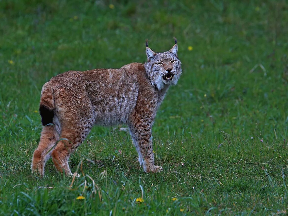 HourlyLynxes's tweet photo. HourlyLynxes presents: https://t.co/8nCX9w6LDB
