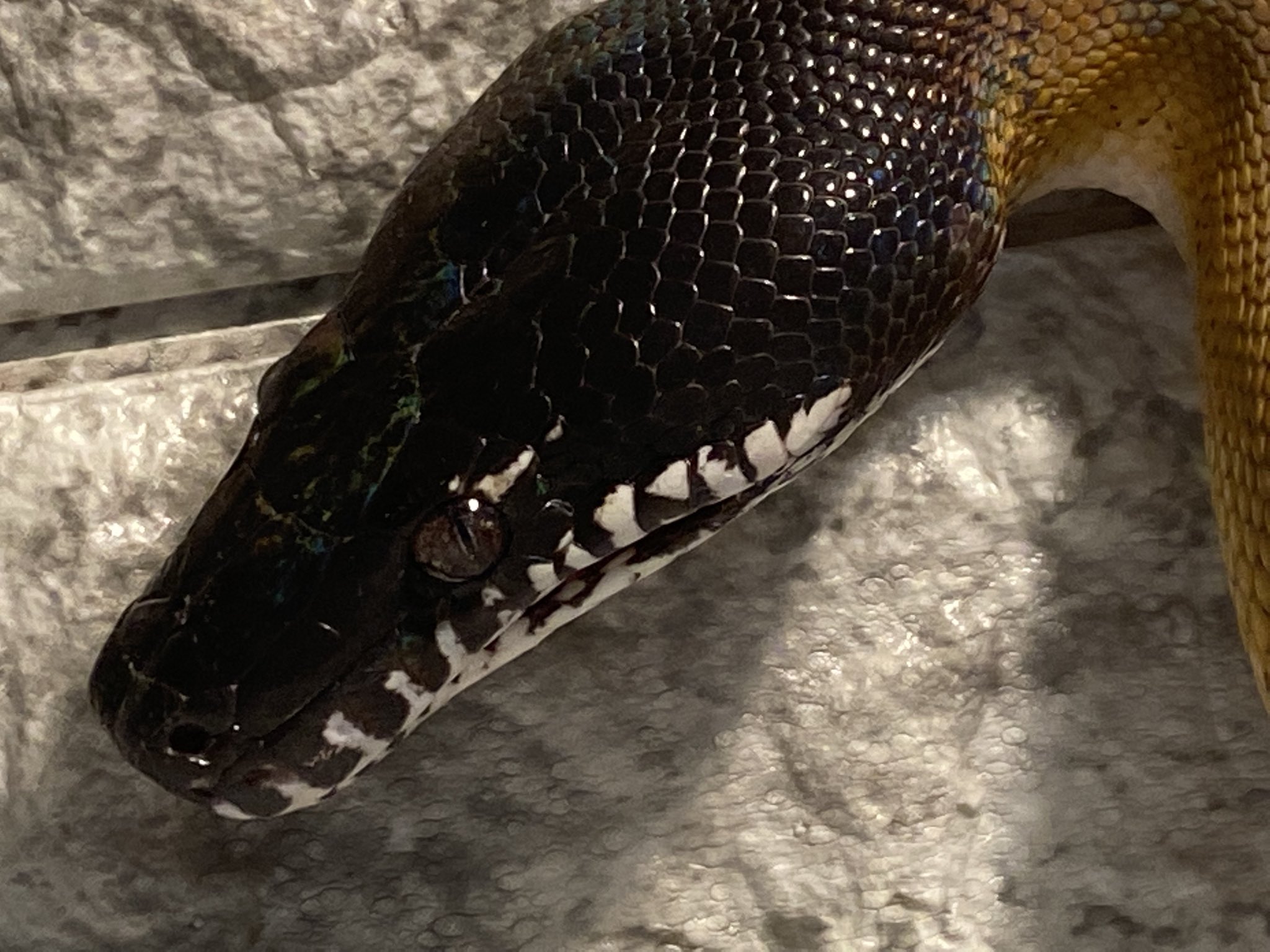 ReptileKingdom【レプキン】 on X: ReptileKingdom【レプキン】 on X: