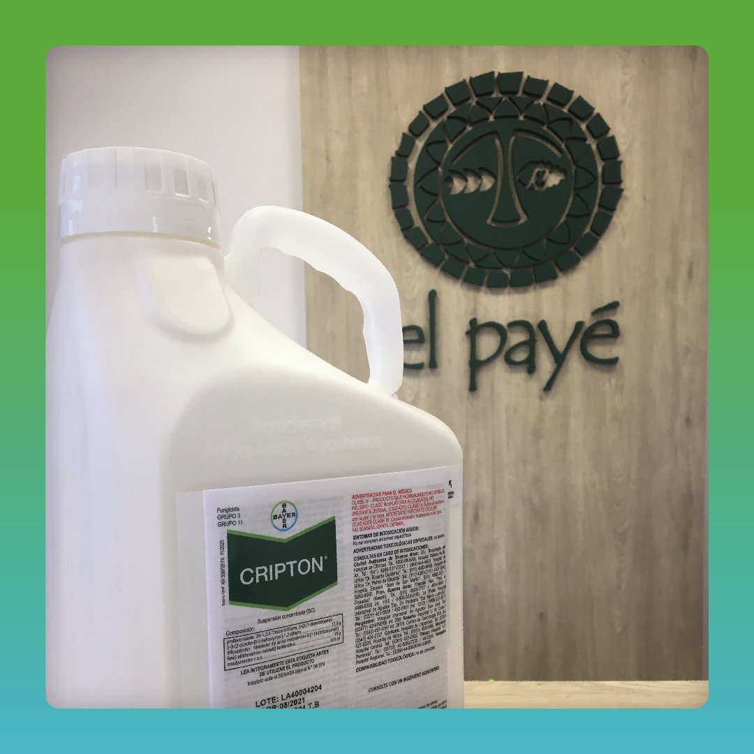 ElPayeSA's tweet photo. 🌾 Fungicidas para las gramíneas, aliados para tu producción

Nuestros asesores detectaron Roya Amarilla y Anaranjada en lotes de #trigo

Sabes cómo controlarlo?
➡️ #Cripton es nuestro fungicida recomendado de @bayeragro

Seguinos y asesorate sobre dosis y momento de aplicación https://t.co/SOXjgTjfgV