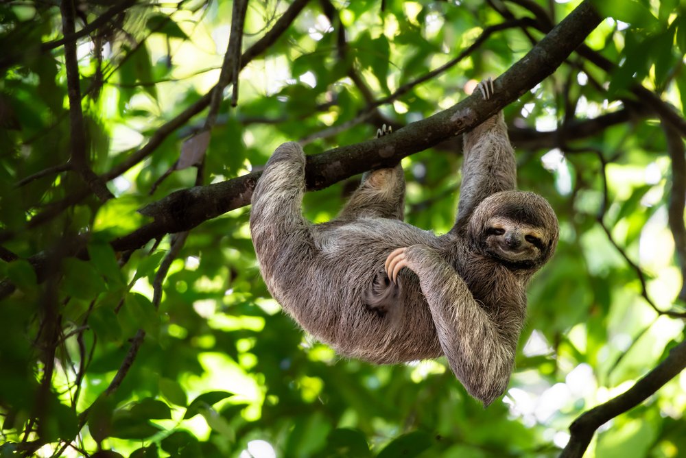 Today is International Sloth Day!
 
Manuel Antonio National Park in Costa Rica is an incredible destination to see three-toed sloths in their natural habitat. 
 
Did you know: Sloths are the world's slowest mammal.