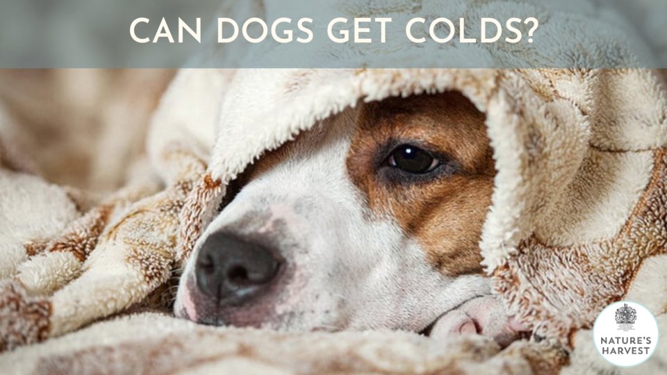 How Cold Can Dogs Take