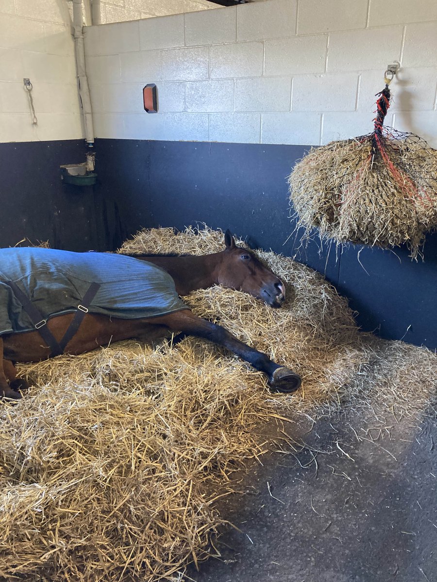 ASPoliceHorses's tweet image. There’s only one thing to do when it’s hammering down with rain outside! #snugasabug