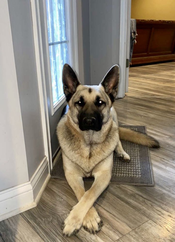 cjzellers5's tweet image. Our sophisticated gentleman! #Kash #ProperPup 😎❤️🐶 #GermanShepherd