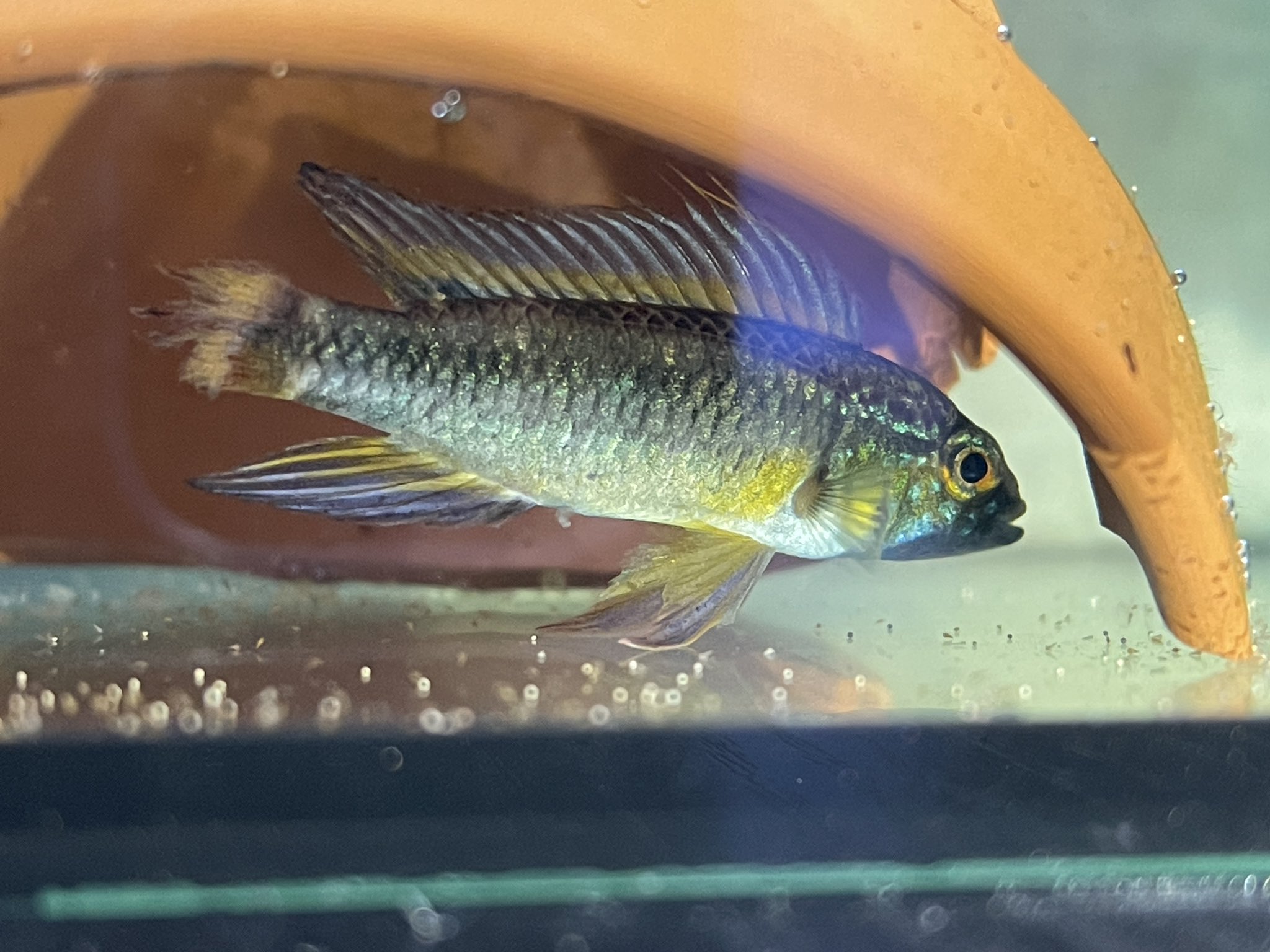 コリざぶろう 閲覧注意 元気にはなっているように見えるが尾鰭が完全にアウト 免疫が落ちて尾腐れ病 発病と判断 エルバージュエースで薬浴 塩浴に切替 判断に迷いましたが 前コリドラスのポップアイを治した時を思い出し やれることはやってみること コリざぶろう 閲覧注意 元気にはなっているように見えるが尾鰭が完全にアウト 免疫が落ちて尾腐れ病 発病と判断 エルバージュエースで薬浴 塩浴に切替 判断に迷いましたが 前コリドラスのポップアイを治した時を思い出し やれることはやってみること