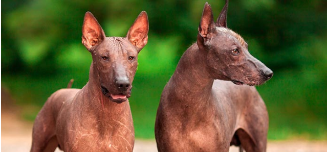 SLas24h's tweet photo. CURIOSIDADES

El perro nacional de México es el Xoloizlcuintli, tenía una gran Importancia ceremonial y espiritual en la cultura azteca. https://t.co/jzq6bMKfqc
