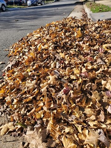 Leesburg’s annual bulk leaf collection is officially underway >> bit.ly/3DZc1xe #leesburgva #townofleesburg #fallleafcollection