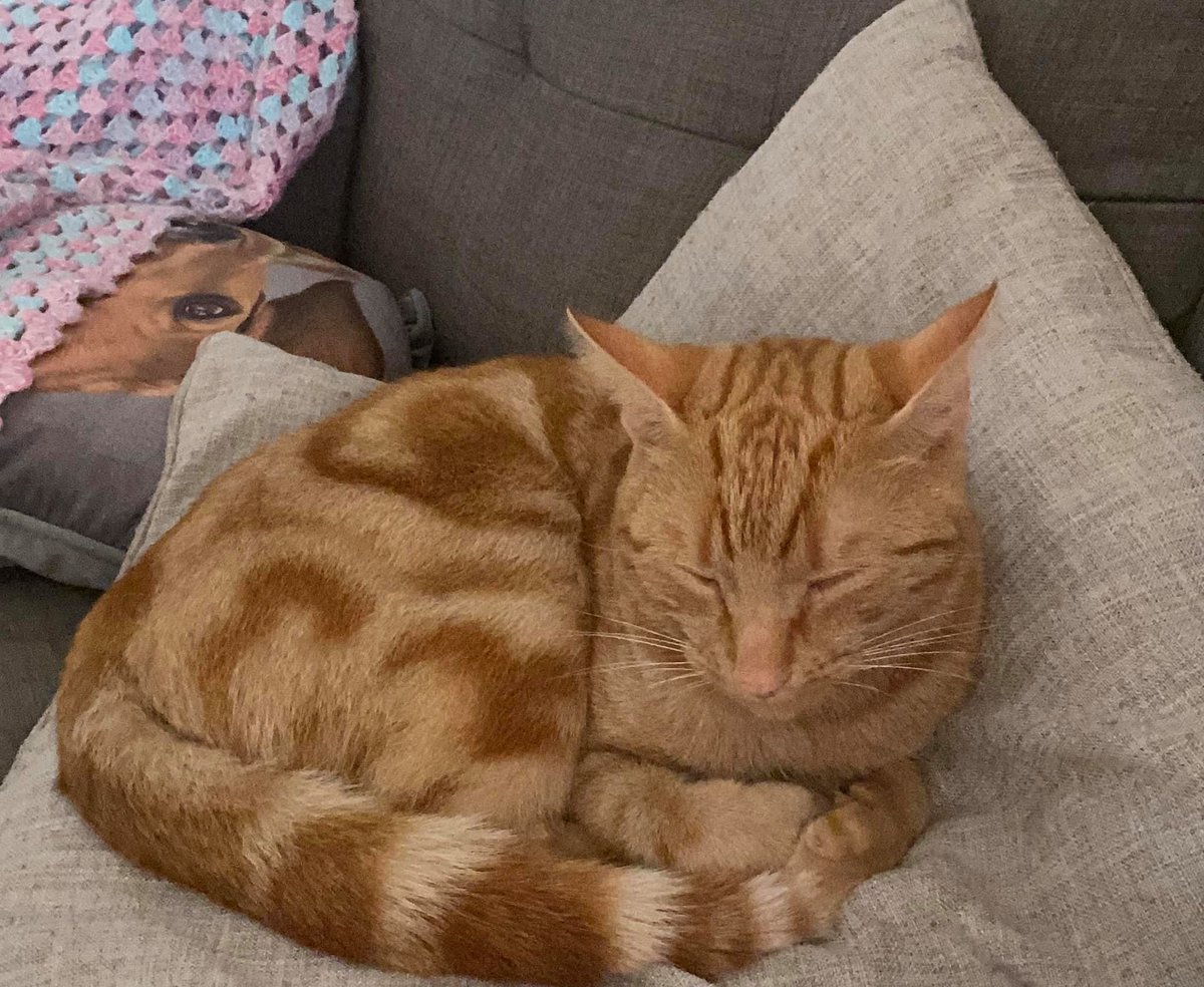 StAndrewsAchiev's tweet photo. Missing From Lenzie area.. Please keep a look out #simbaismissing #keepalookout #misscat https://t.co/RexGrDZFX6
