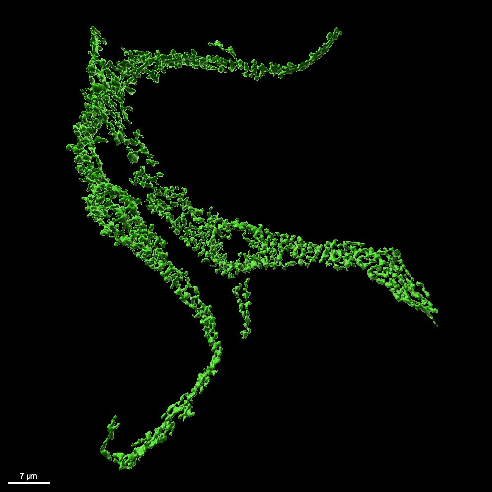 ucd_physiology's tweet photo. It’s #MicroscopyMonday! This cool image from the @lfsantana68 ’s Lab is of a #cardiac SA node cell labeled with a mito-tracker (a mitochondria marker). https://t.co/9J1rwxEJf0