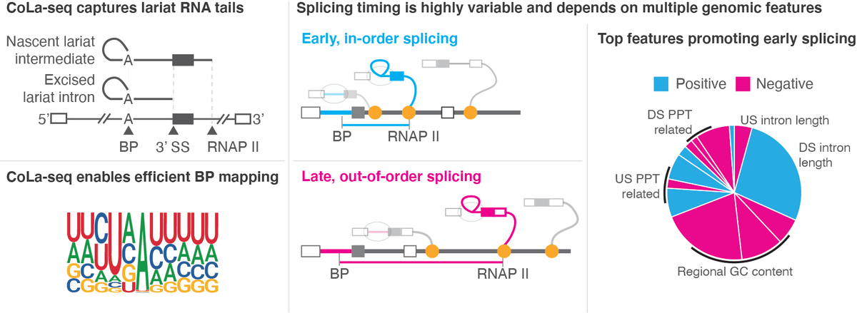 staleylab's tweet photo. Interested in human co-transcriptional #splicing? Together w/ @yang_i_li lab, we've developed CoLa-seq and found lariat formation timing varies widely, can be fast, and depends on several genomic features. https://t.co/ctiIyT3P0Z #RNA (1/8) https://t.co/QHl2gVgGRA