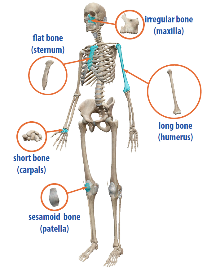 Visible Body On X The Skeletal System Has Five Different, 55 OFF