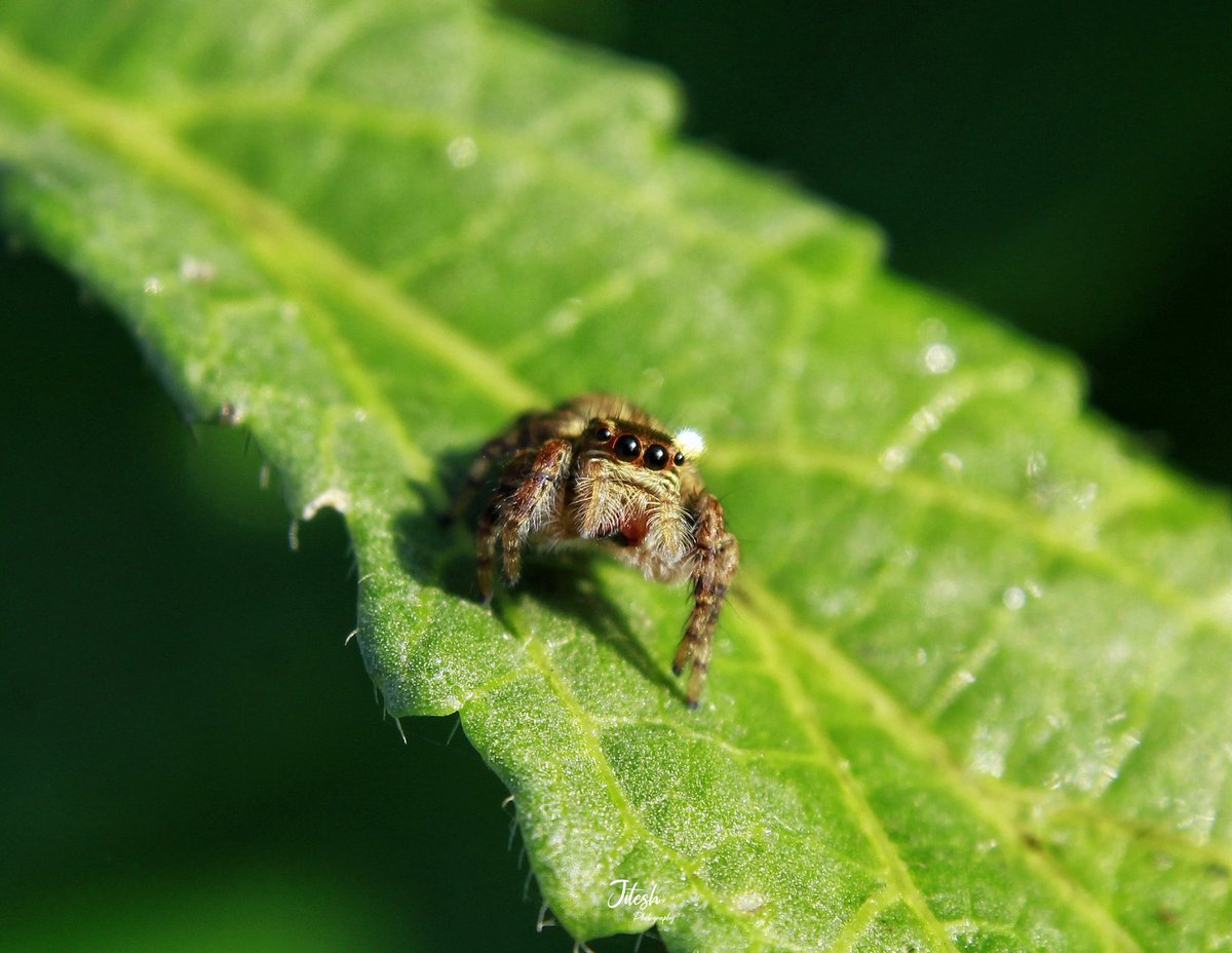 jitesh_bisht5's tweet photo. Jumping Spider Or Sitticus๐ท๐๐ฟ
#spider #spiderverse #macro #macronature #macromood #macro_captures #macro_perfection #macro_vision #rawmacro #rawphotography #rawallnature #rawcommunity #Luv4Wilds #india #uttrakhand https://t.co/KfephBfP5n