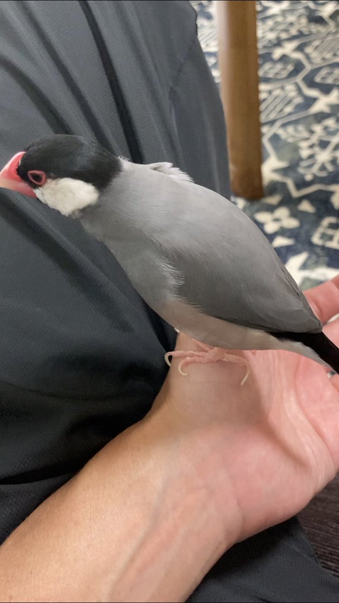 javasparrow2021's tweet image. 文鳥ってたまにシュッと細くなりませんか？ youtube.com/shorts/nOYqJhH… @YouTubeより