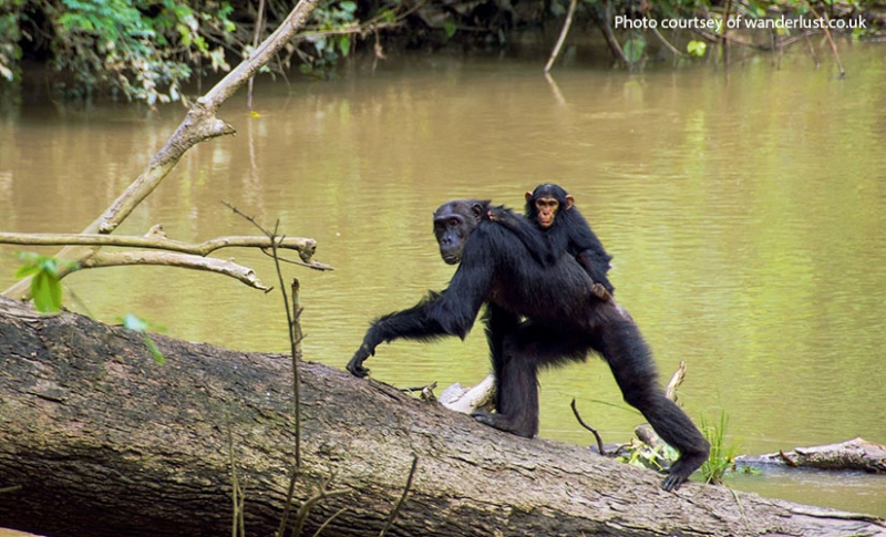 #UGWildlife 2/4 Thread
Uganda is home to about 5,000 individuals. Almost 1,500 are found in Kibale National Park, the most popular place for chimp tracking in the country. You can also track chimps in Kyambura Gorge, Kalinzu Forest, Budongo Forest and in the Semliki Valley.