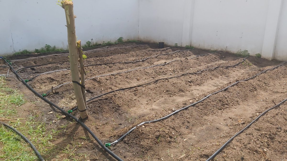 AgyemanCharles's tweet photo. Instead of paving our front and backyards we can have a set up like this which can provide all the vegetables we need in our homes 🇬🇭 https://t.co/PyJuX0jSuT