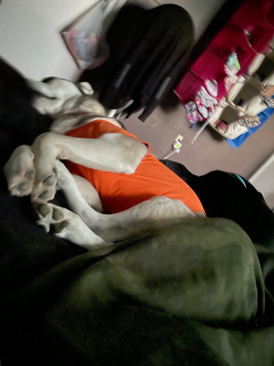 HoneyKarnitz's tweet image. Beautiful Big Bitch 🥰
Love her snoring arse 
&amp;amp; no she won’t let me take off that crazy pumpkin colored shirt. At least she’s dressed in season tho 🤦🏻‍♀️ #PetParentProblems