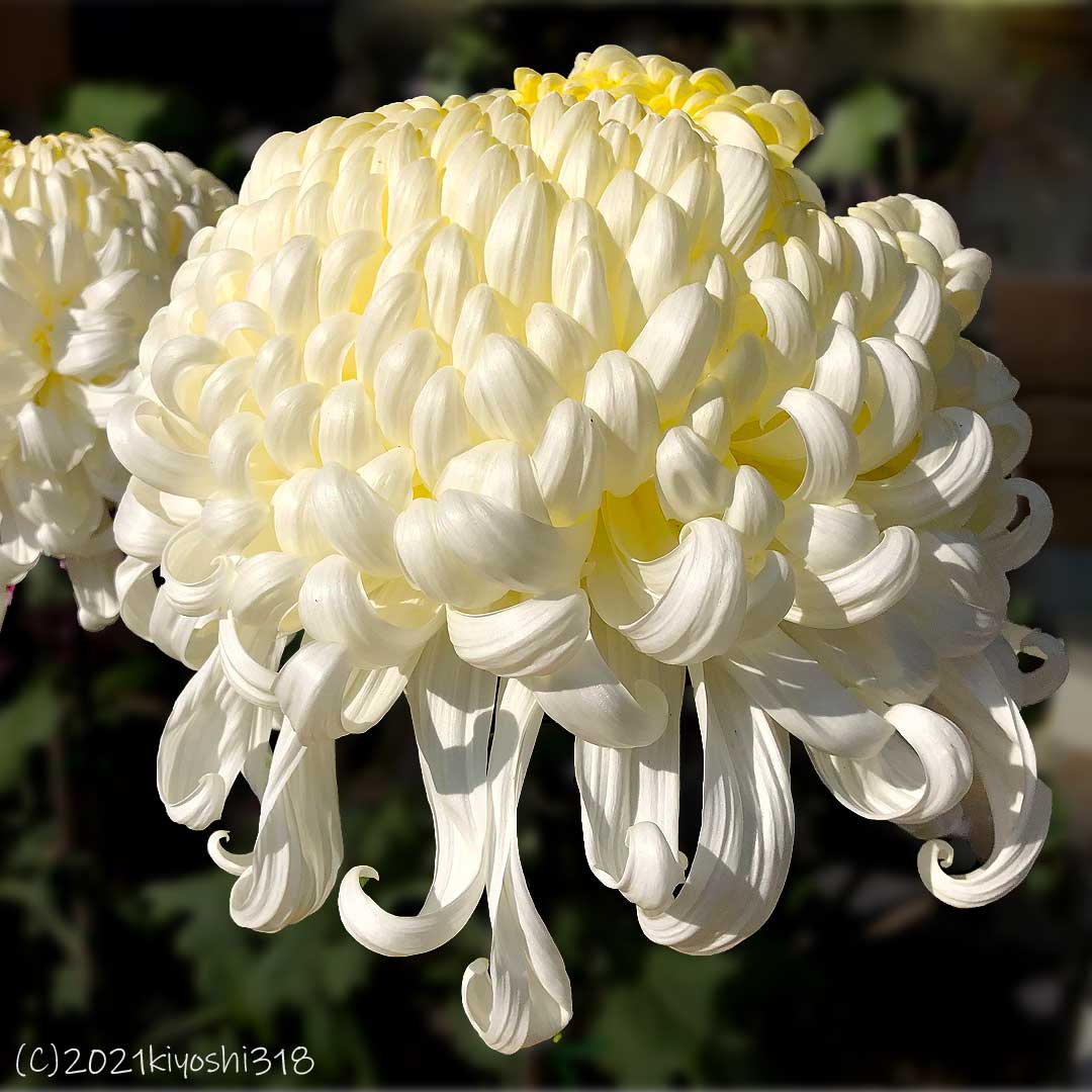 日本の花 Twitter Search Twitter