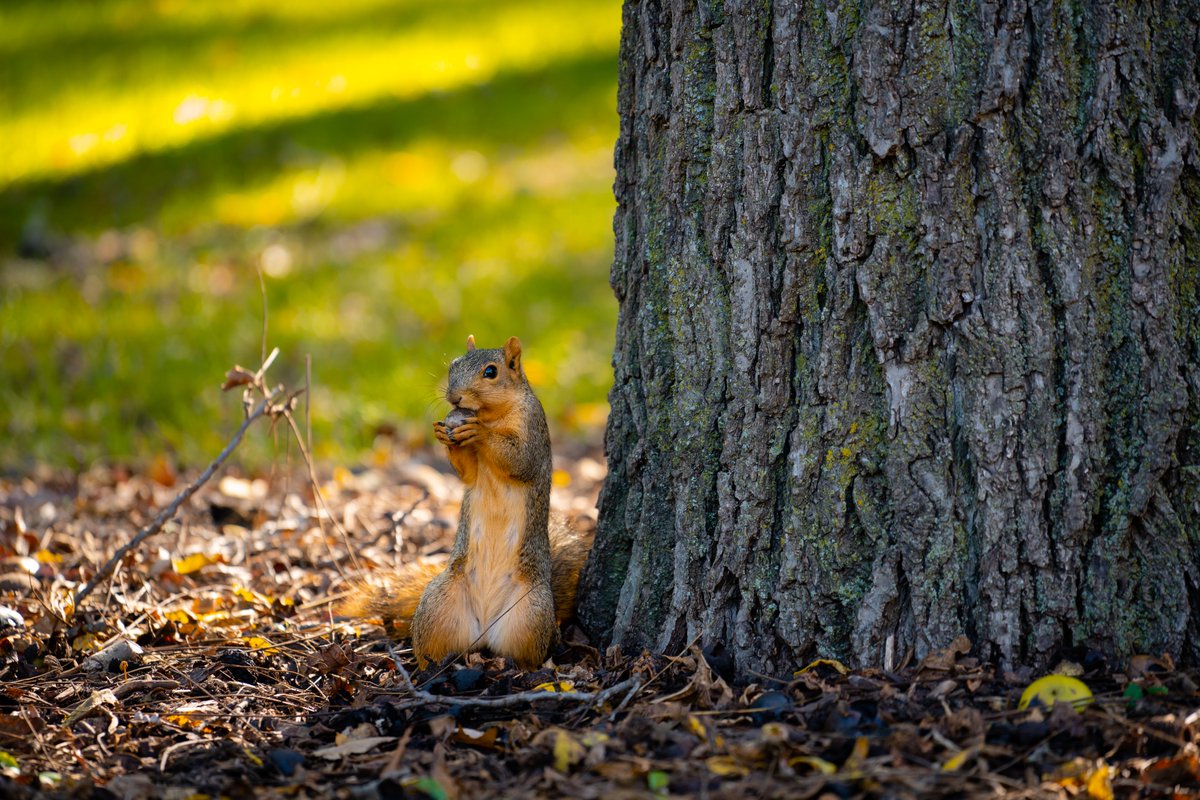 facilitiesmsu's tweet photo. Wildlife appreciation post 📸 #MSU #MSUView https://t.co/wuoKgEbS8C