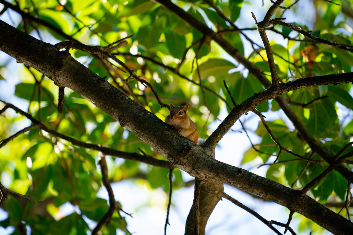facilitiesmsu's tweet photo. Wildlife appreciation post 📸 #MSU #MSUView https://t.co/wuoKgEbS8C