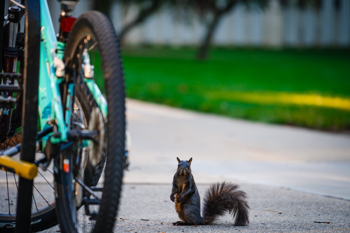facilitiesmsu's tweet photo. Wildlife appreciation post 📸 #MSU #MSUView https://t.co/wuoKgEbS8C