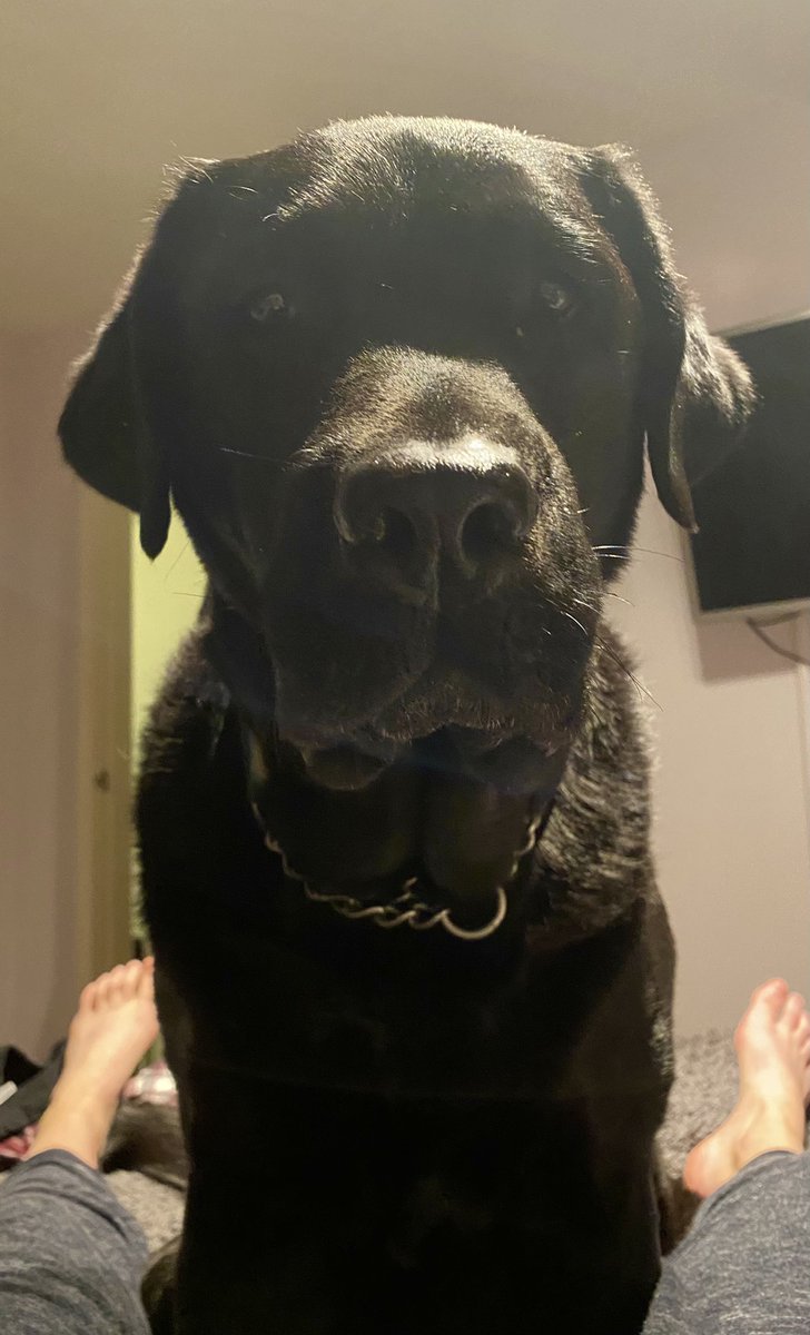 JusticeDogsLab's tweet photo. When the morning wake up call for work arrives…. 🐾 #facilitydogs #workingdog #thisdogcan https://t.co/PYVdGwLVGG