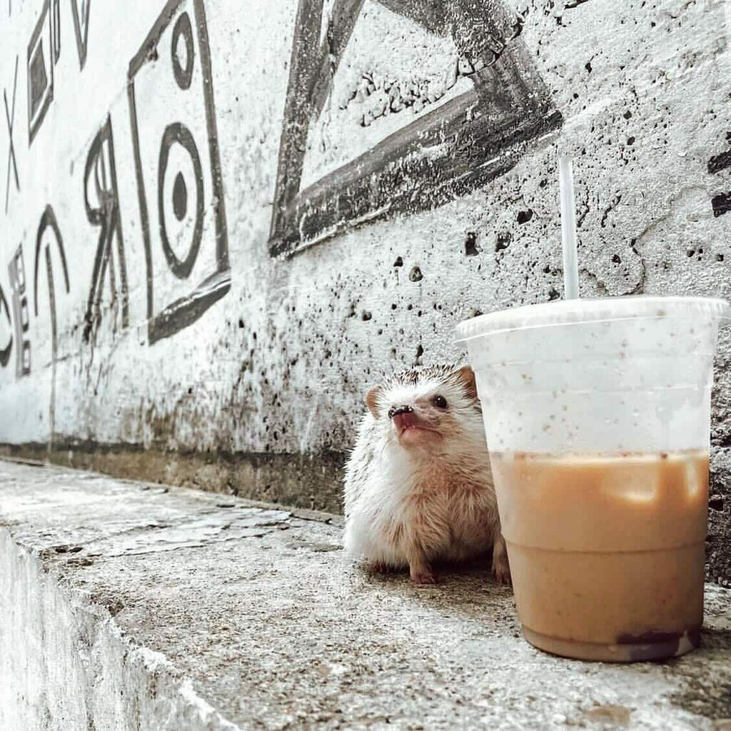⁣
Time to squeeze in those last moments of iced latte weather y’all!⁣
⁣
What’s your go-to drink for cooler mornings and cozy night?

📸 @carlthehedgehogclick