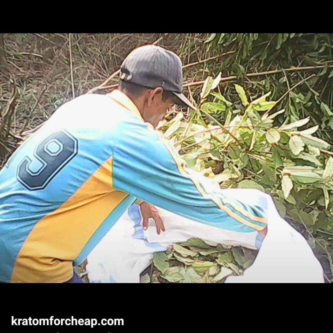 KratomForCheap's tweet image. More throwbacks from 2015 trip to Indonesia.I'm bummed I didn't take more of my 2013 trip,which was the real gateway to building my relationship with my farmer,but alas-technology just wasnt there yet,at least not for me.
#whitemaengda #greenmaengda #redthai #greenriau #redborneo