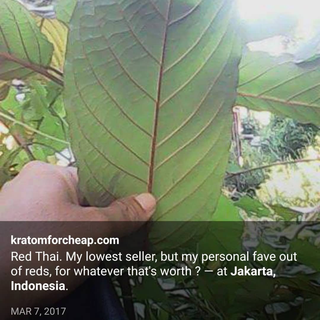 KratomForCheap's tweet image. More throwbacks from 2015 trip to Indonesia.I'm bummed I didn't take more of my 2013 trip,which was the real gateway to building my relationship with my farmer,but alas-technology just wasnt there yet,at least not for me.
#whitemaengda #greenmaengda #redthai #greenriau #redborneo