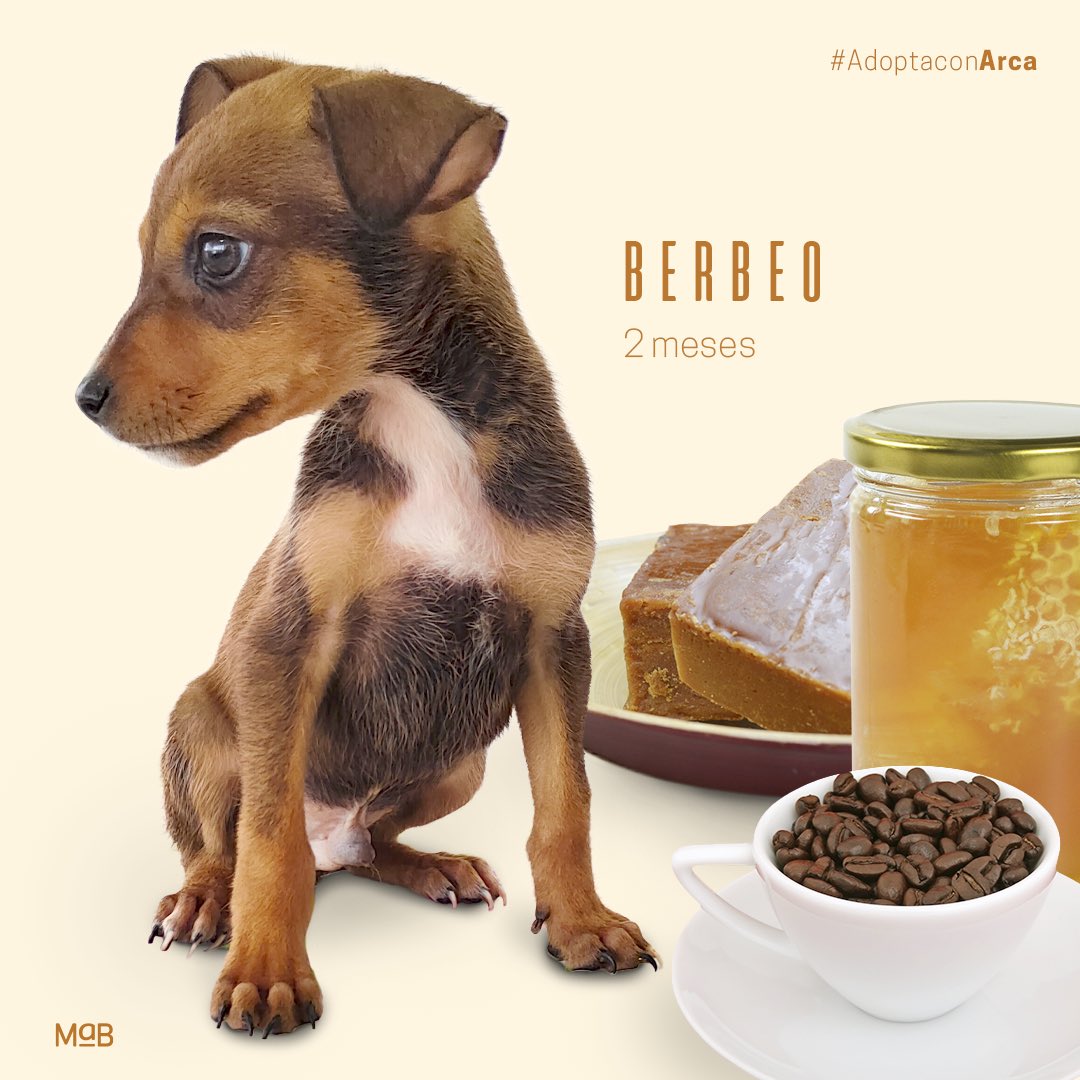 ArcaLuminosa's tweet photo. hace 2 meses ellos nacieron en las calles de Briceño y el universo sabiamente los puso en nuestro camino ✨ Hoy, son modelos profesionales de Mab Estudio 📸 Cada uno mostrando lo mejor de Boyacá y sus mejores dotes para enamorar al humano que está leyendo esto 👀 https://t.co/hz6tgKfpl8
